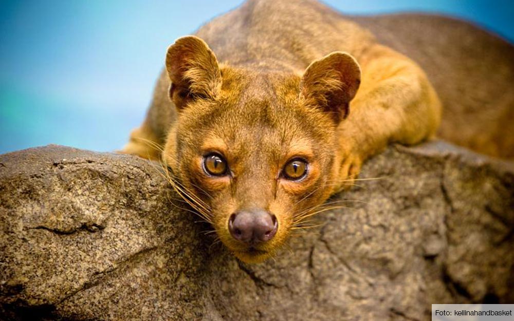 Top 5 unieke dieren op Madagaskar - Afrika.nl